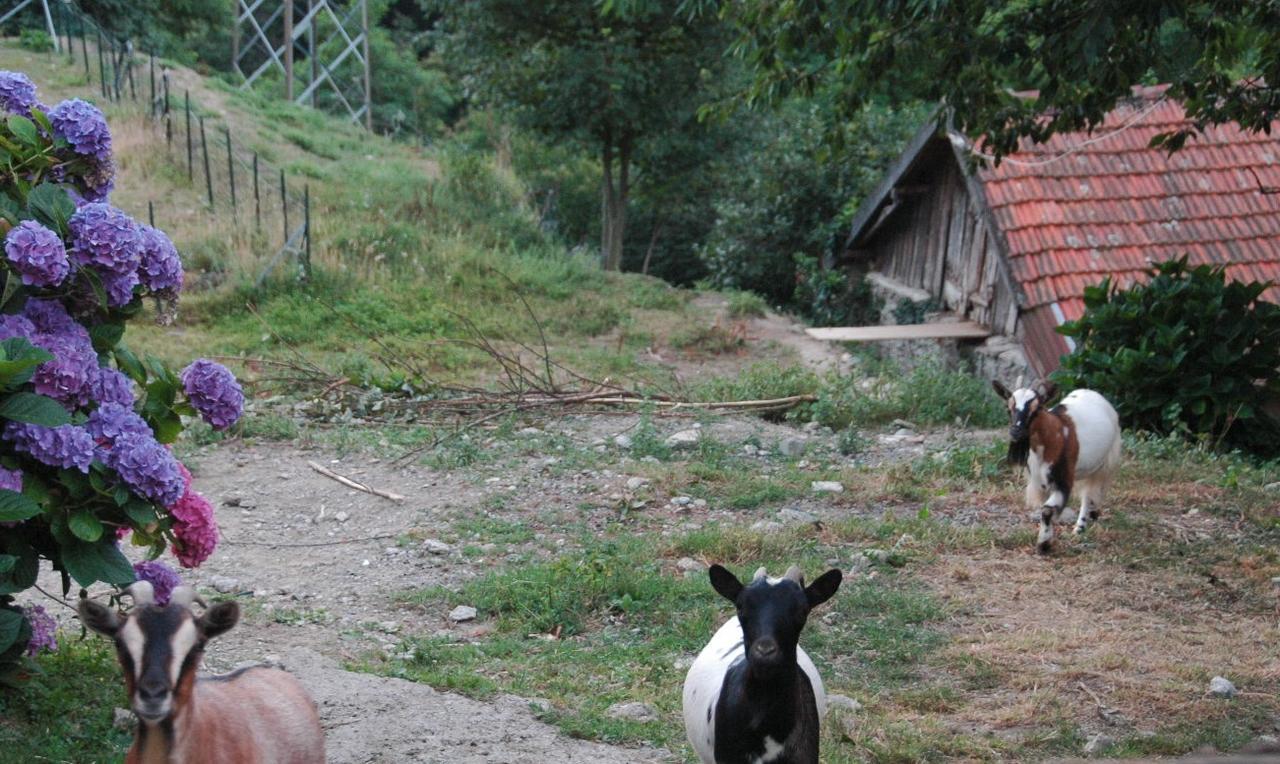 B&B Al Turchino E Area Picnic Mele Dış mekan fotoğraf
